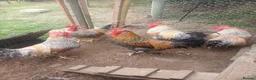 Chickens poultry for sale: Cockerels - Advert 1