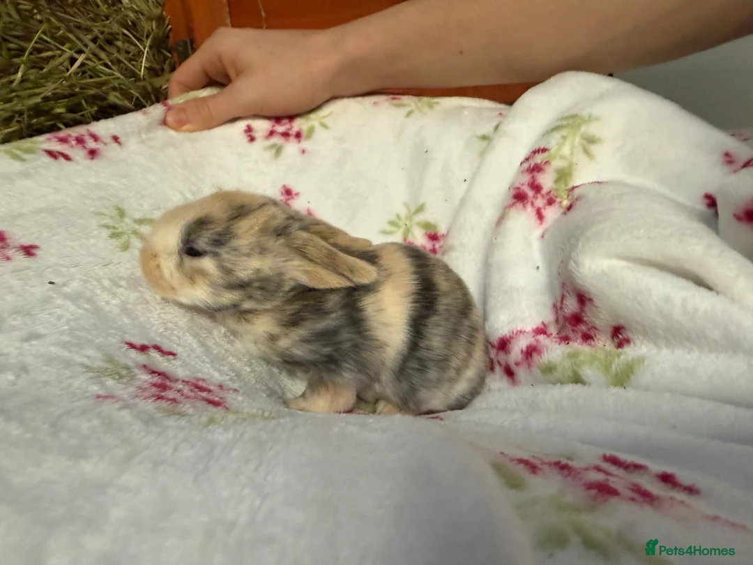 Mini Lop rabbits for sale: Pure Bred Mini Lops - Advert 5