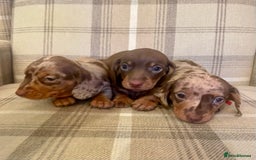 Miniature Dachshund dogs for sale: Stunning small Miniature Daschund’s - Image 6