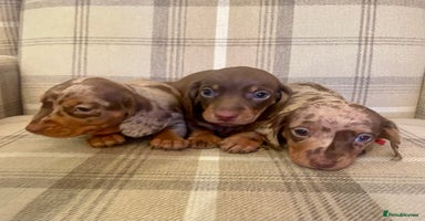 Miniature Dachshund dogs - Advert 12