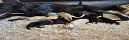 Labrador Retriever dogs for sale: Pedigree Labrador Puppies ready 10th September  - Advert 3