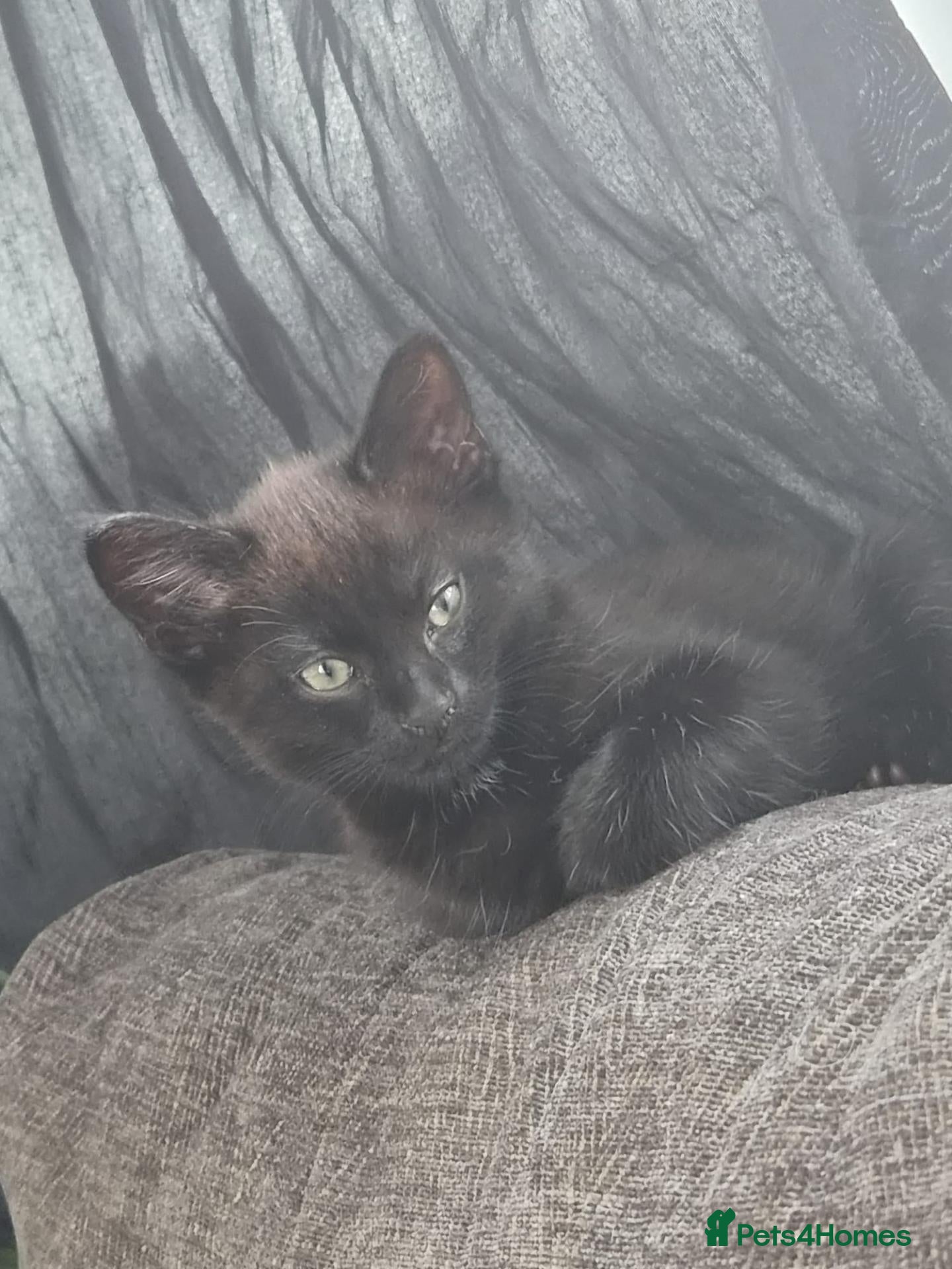 Domestic Shorthair cats 2 kittens  - Advert 11