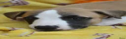 Whippet dogs for sale: Quality KC whippet pups from heart tested psrents in Stoke-on-Trent - Advert 12