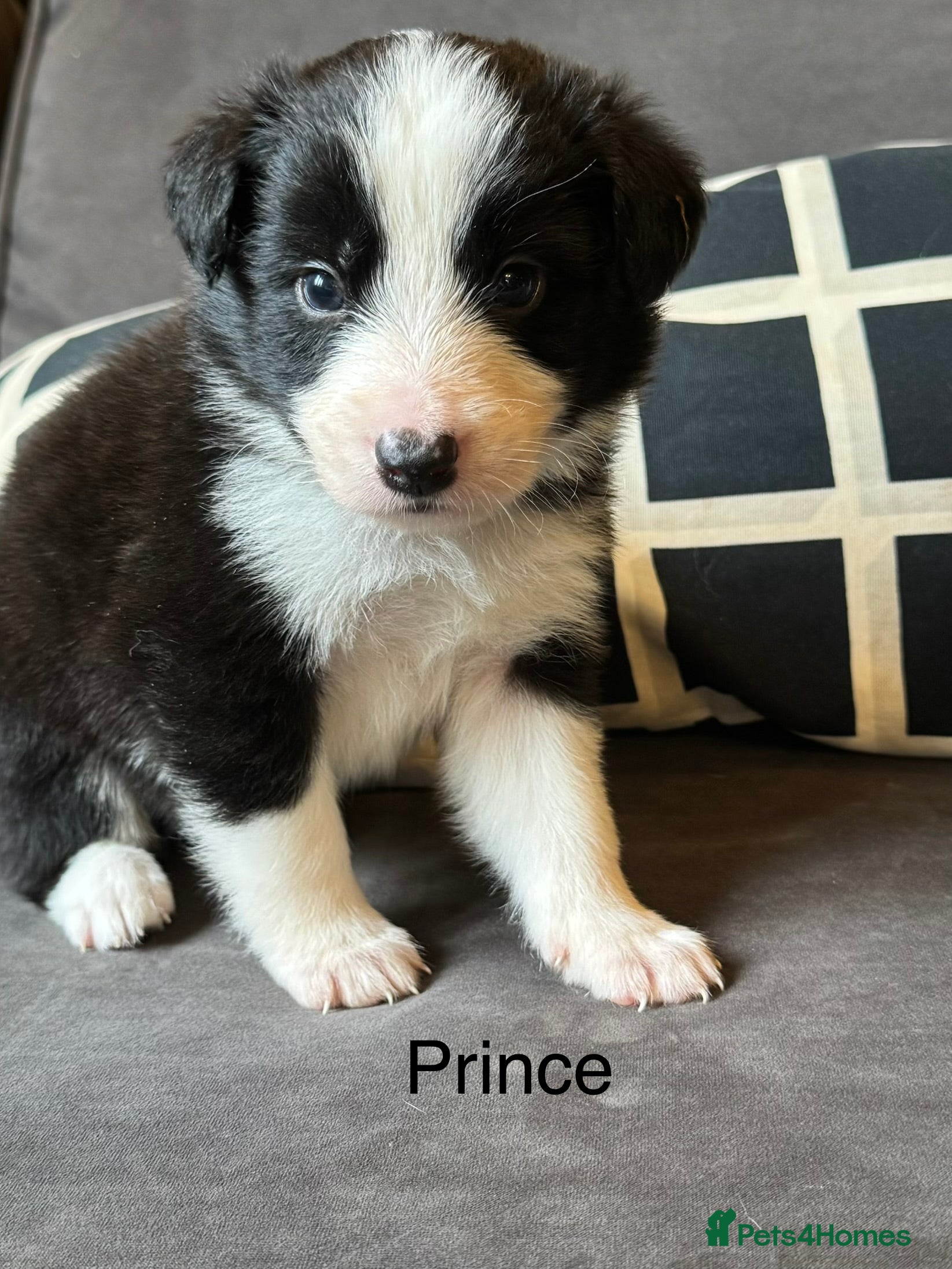 Border Collie dogs Pure Bred Border Collie Puppies For Sale - Advert 2