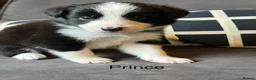 Border Collie dogs for sale: Pure Bred Border Collie Puppies For Sale - Advert 26