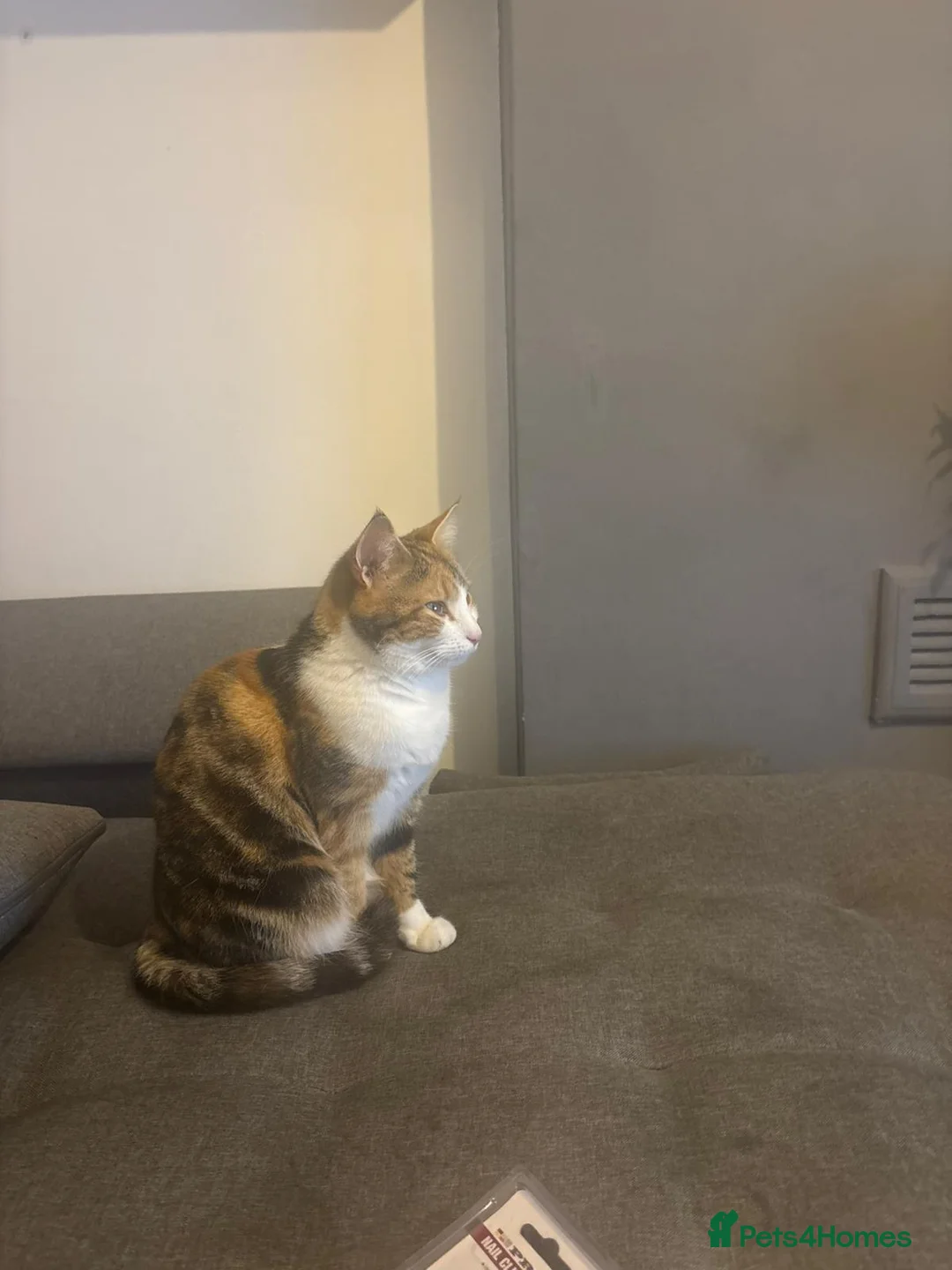 Mixed Breed cats for sale: Meet dice and Cookie - Advert 3