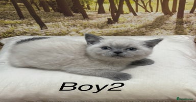 British Shorthair cats - Advert 11
