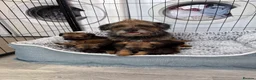 Border Terrier dogs for sale: Stunning Border Terrier Pups - Advert 6