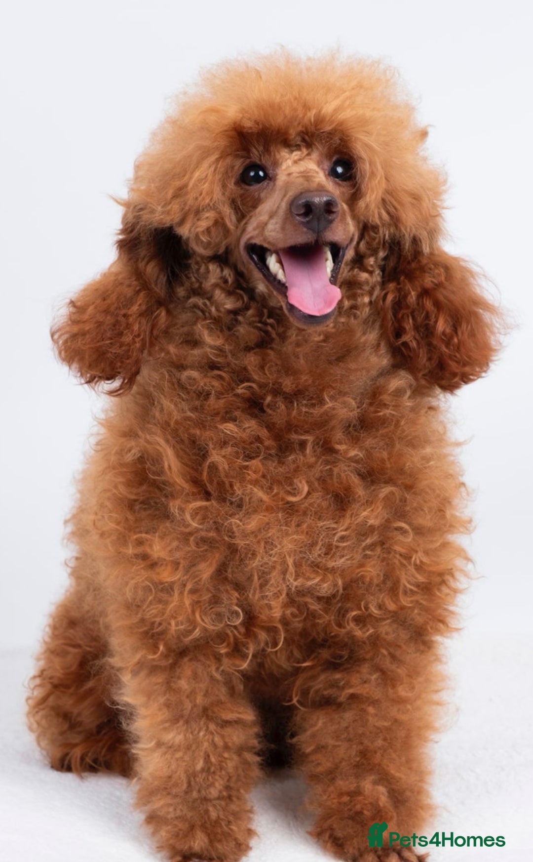 Toy Poodle dogs for sale: 2 TINY BOYS LEFT kc registered deep red toy poodle - Advert 8