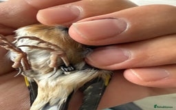 Finches birds for sale: Lovely couple of goldfinches for sale - Image 7