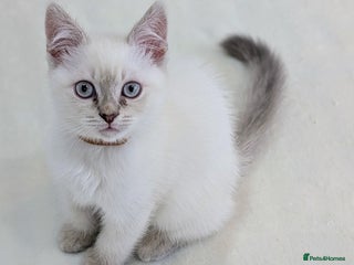 British Shorthair cats - Advert 7