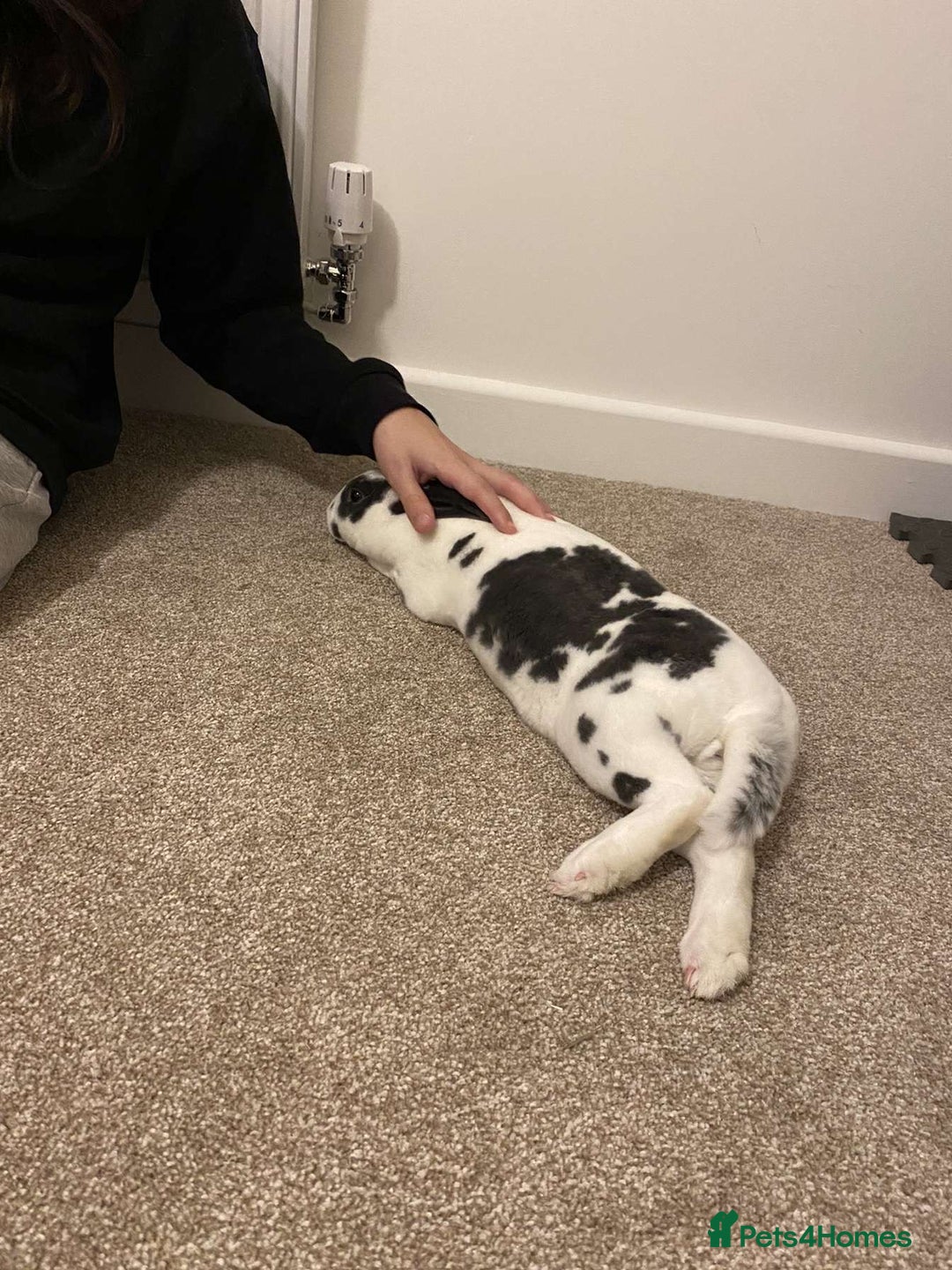 Mini Lop rabbits for sale: Male mini lop and female Rex  in Newcastle - Advert 4