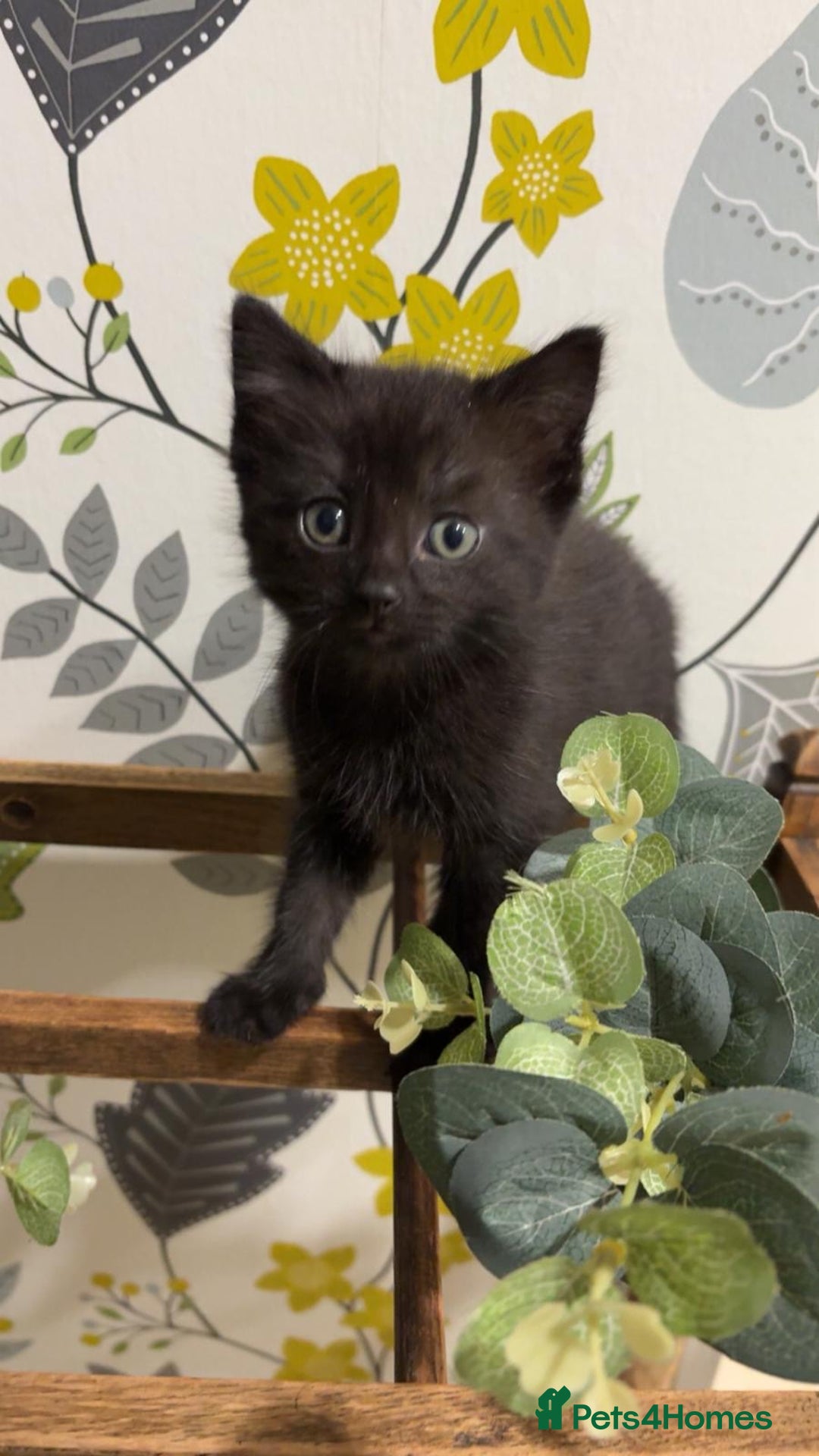 Mixed Breed cats for sale: Kittens ready for their new homes  - Advert 4