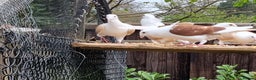 Pigeons birds for sale: sadleback hommers for sale - Advert 23