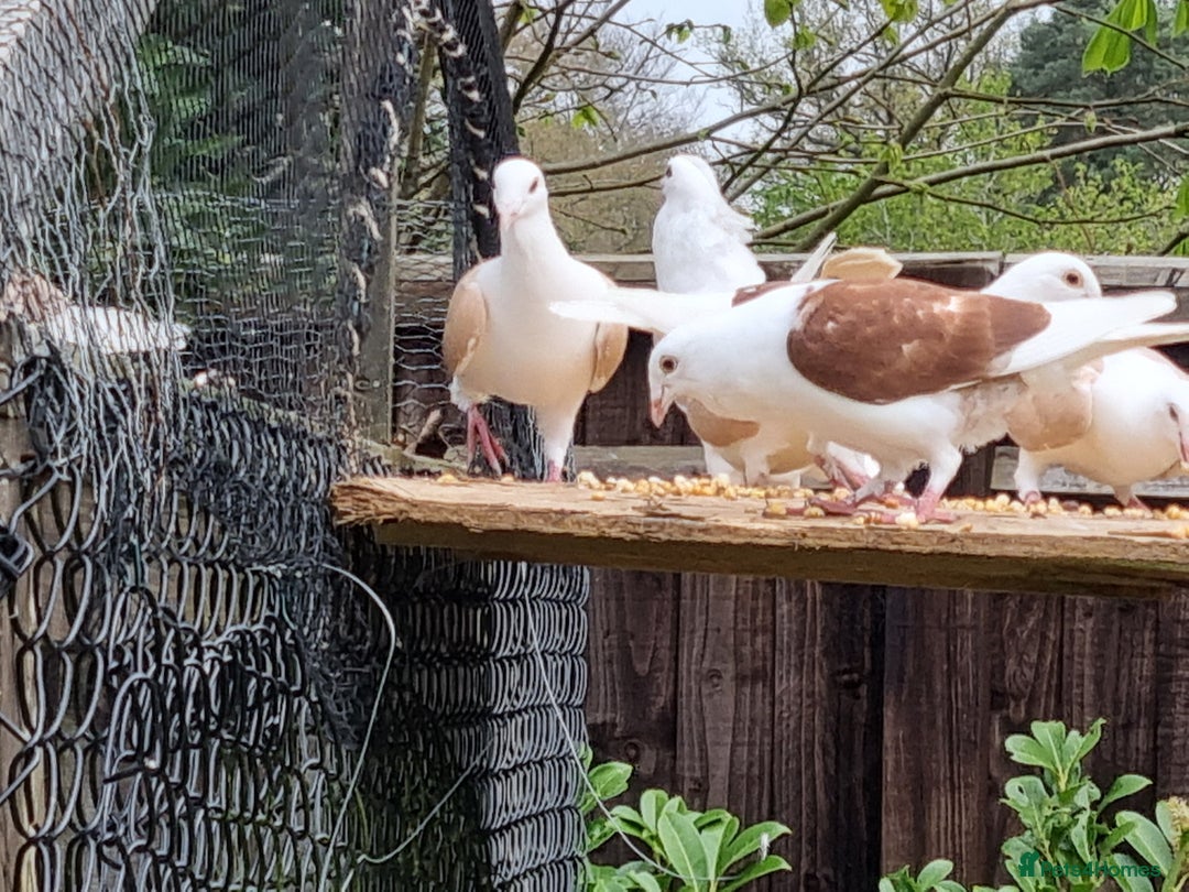 Pigeons birds for sale: sadleback hommers for sale - Advert 23