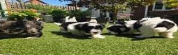 Lhasapoo dogs for sale: Stunning Lhasapoo Puppies. READY NOW! - Advert 26