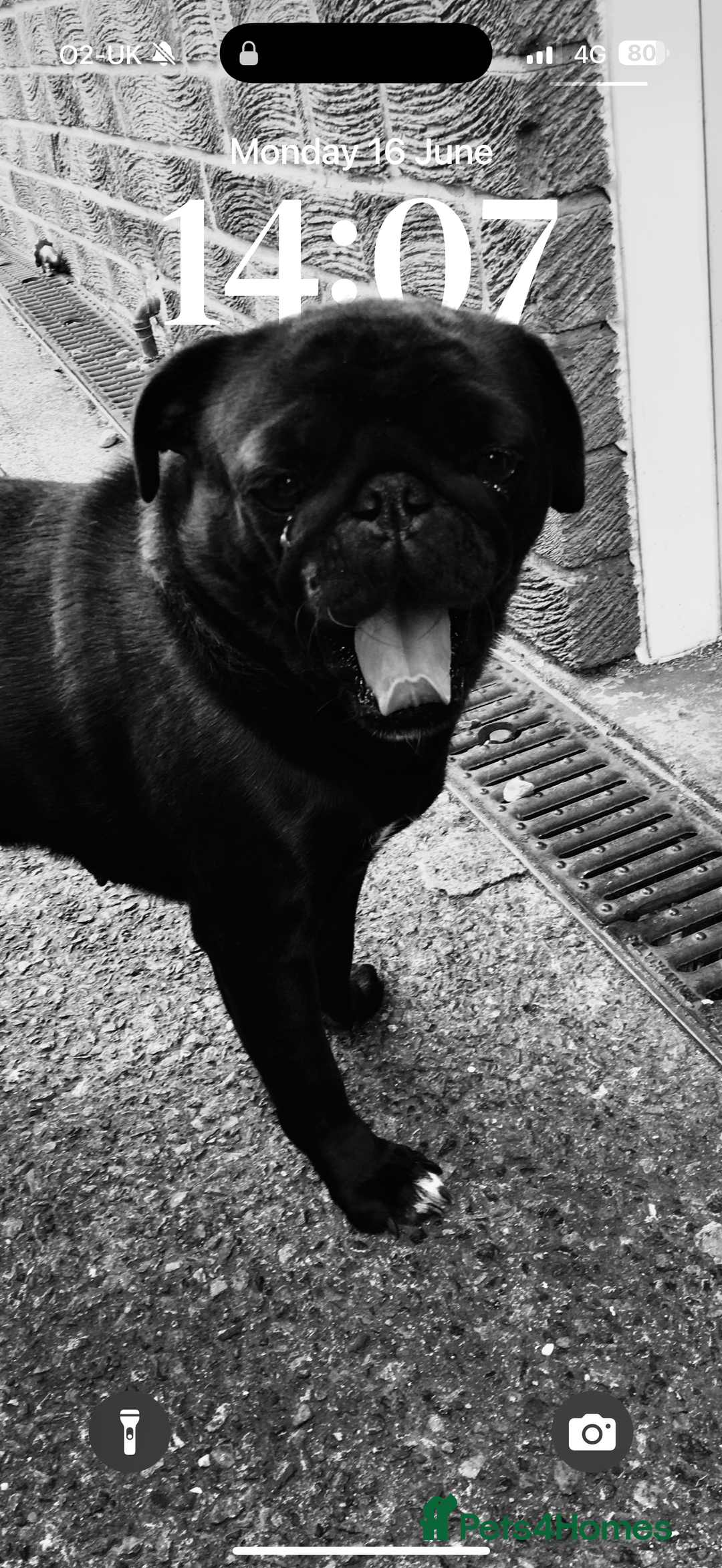 Mixed Breed dogs for sale: Pug x staffy pups REDUCED - Image 10