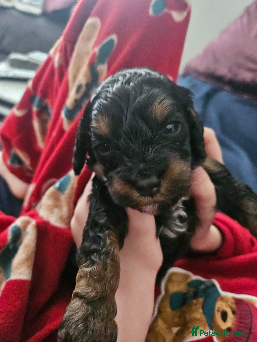 Cavapoo dogs for sale: Gorgeous F1b Toy Cavapoo Babies   - Advert 21