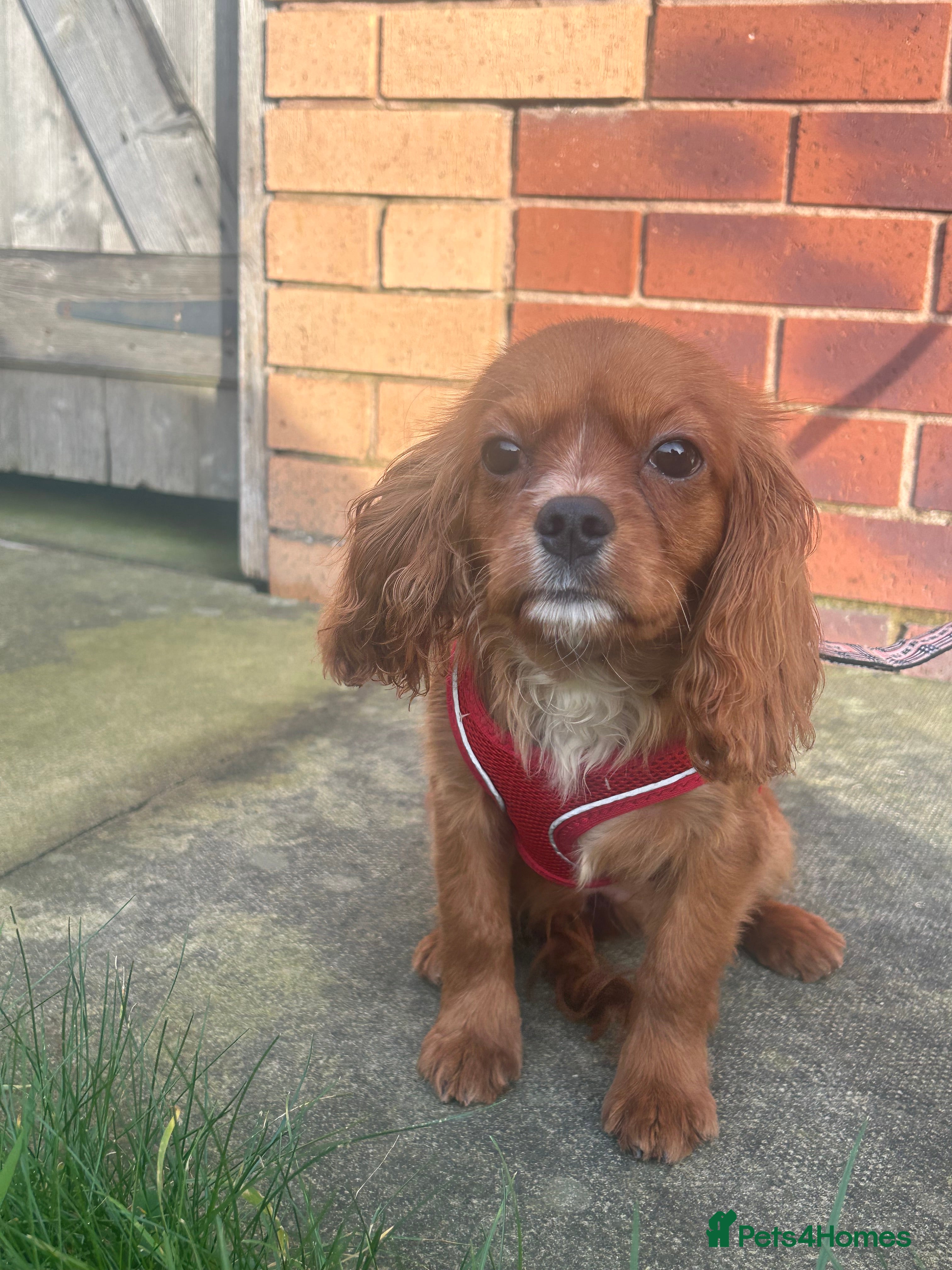 Cavalier King Charles Spaniel dogs 5 months old Ruby female fully vaccine - Advert 2