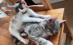 Mixed Breed cats for sale: Beautifully unique kittens - Image 4