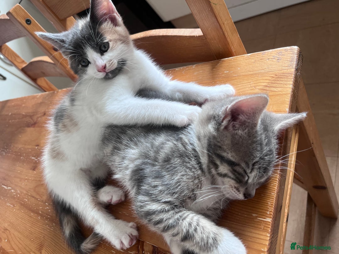 Mixed Breed cats for sale: Beautifully unique kittens - Image 4