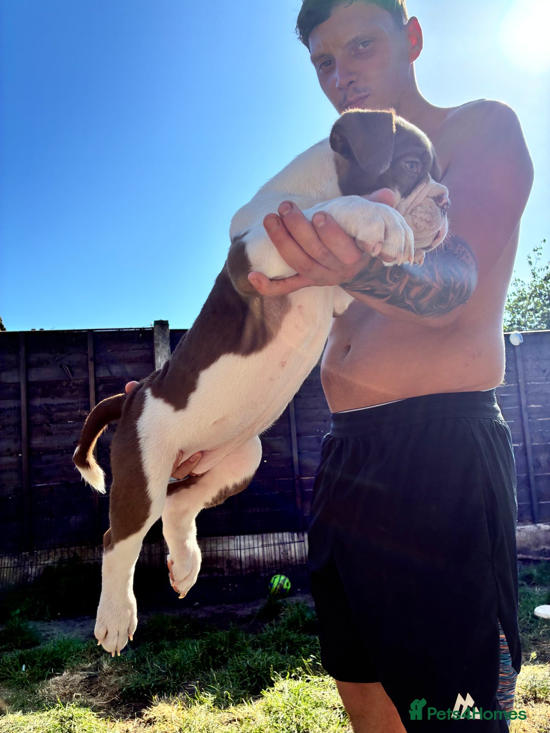 Olde English Bulldogge dogs for sale: Olde English bulldogge puppy ready to go - Image 3