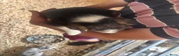 Border Collie dogs for sale: Collie puppies - merles  - Advert 39
