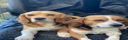 Beagle dogs for sale: Beagle – Beautiful Traditional Tri-Colour Beagles - Advert 13