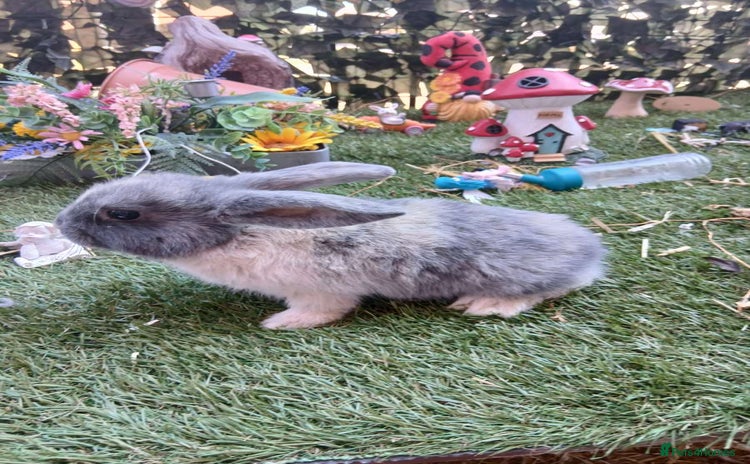 Harlequin rabbits - Advert 1