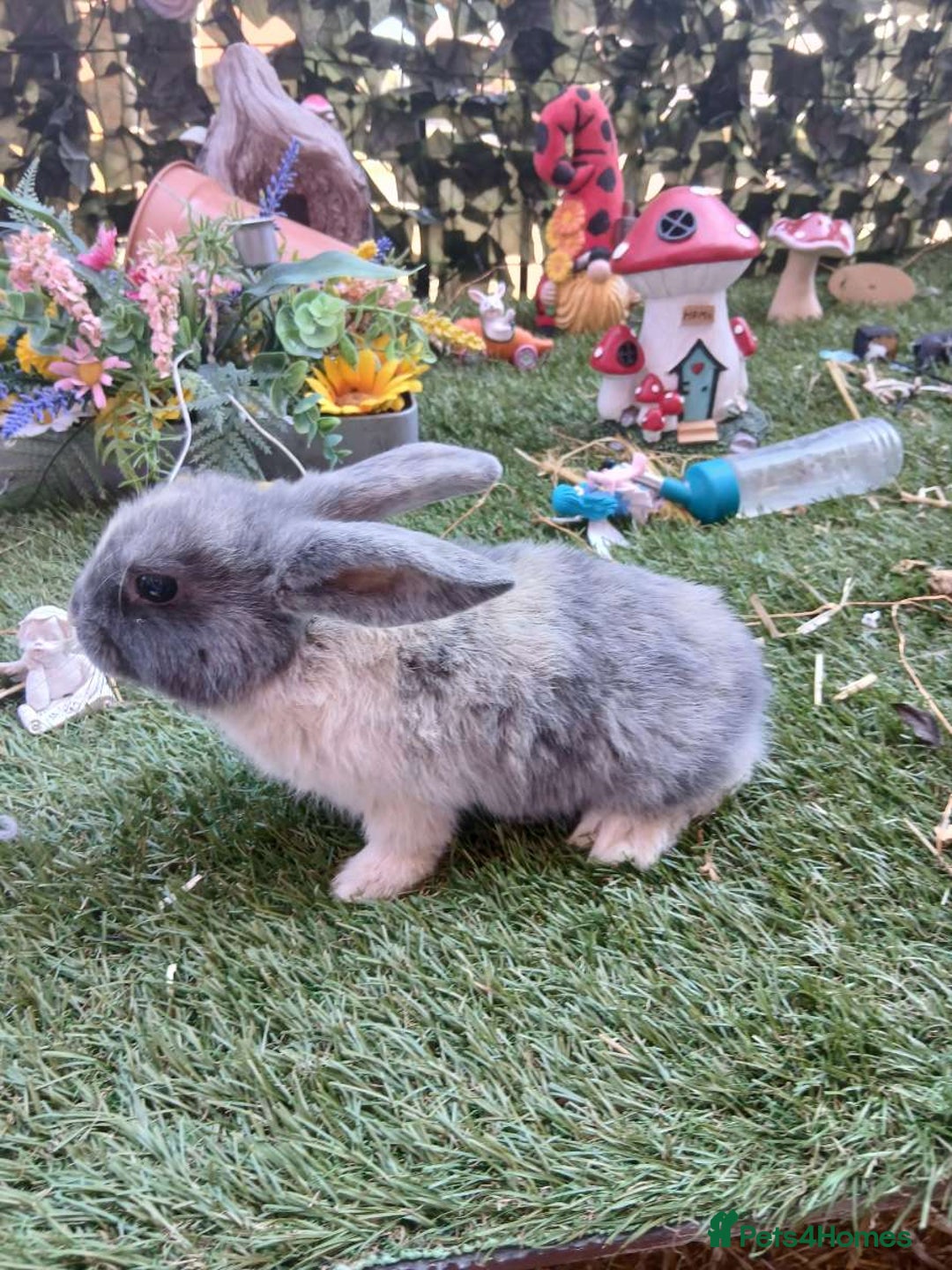Harlequin rabbits for sale: 2x Harlequin Holland Lops - Image 1