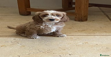 Mixed Breed dogs - Advert 9
