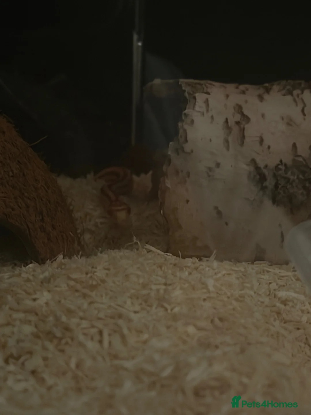 Corn Snake reptiles for sale: Lucy – Snake with Full Setup - Advert 3