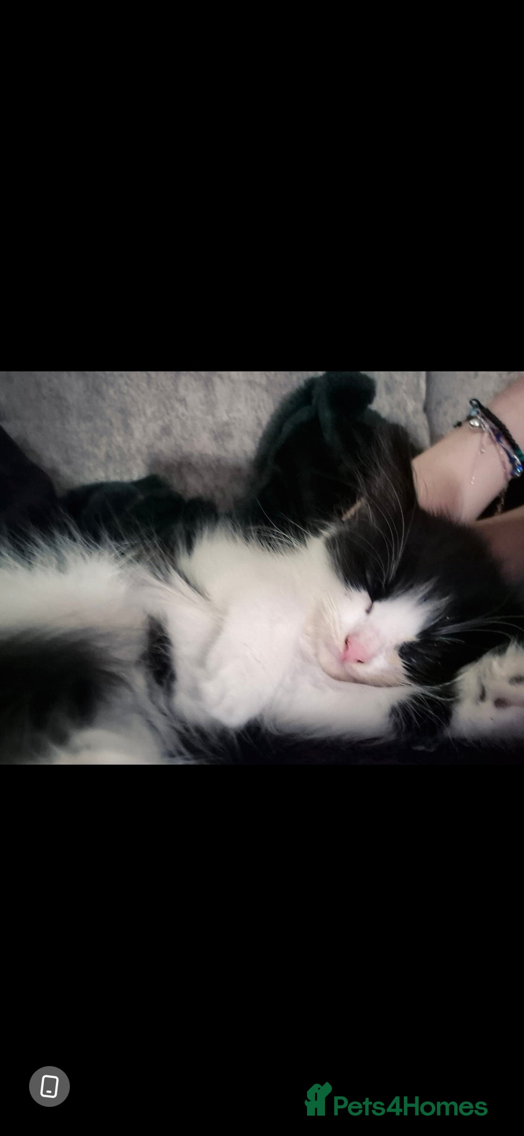 Mixed Breed cats for sale: Kittens ready now - Image 4