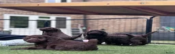 Cockapoo dogs for sale:  Absolutely stunning  F1b chocolate cockapoos  in Peterborough - Advert 11