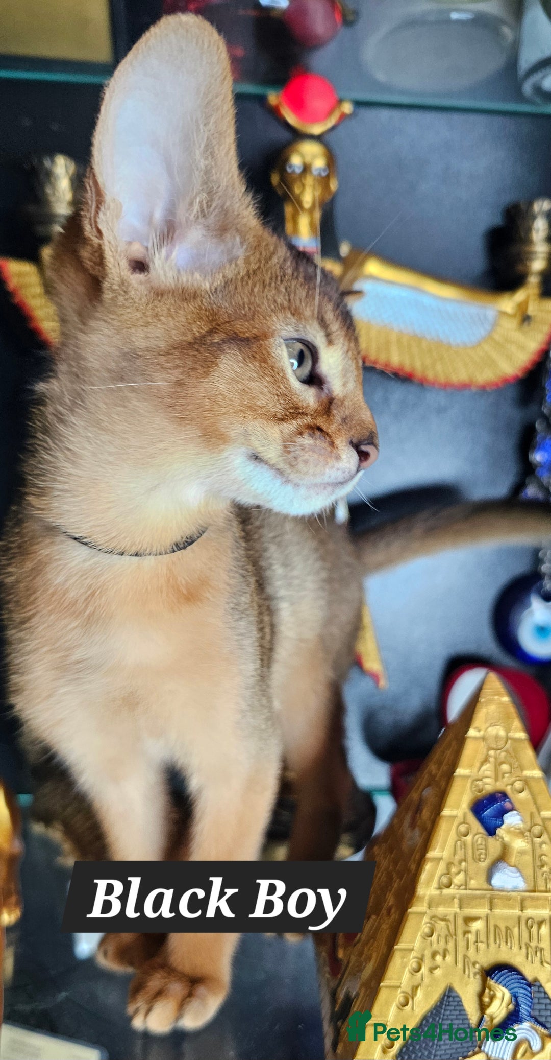 Abyssinian cats for sale: 4 Abyssinian kittens for sale - Advert 21