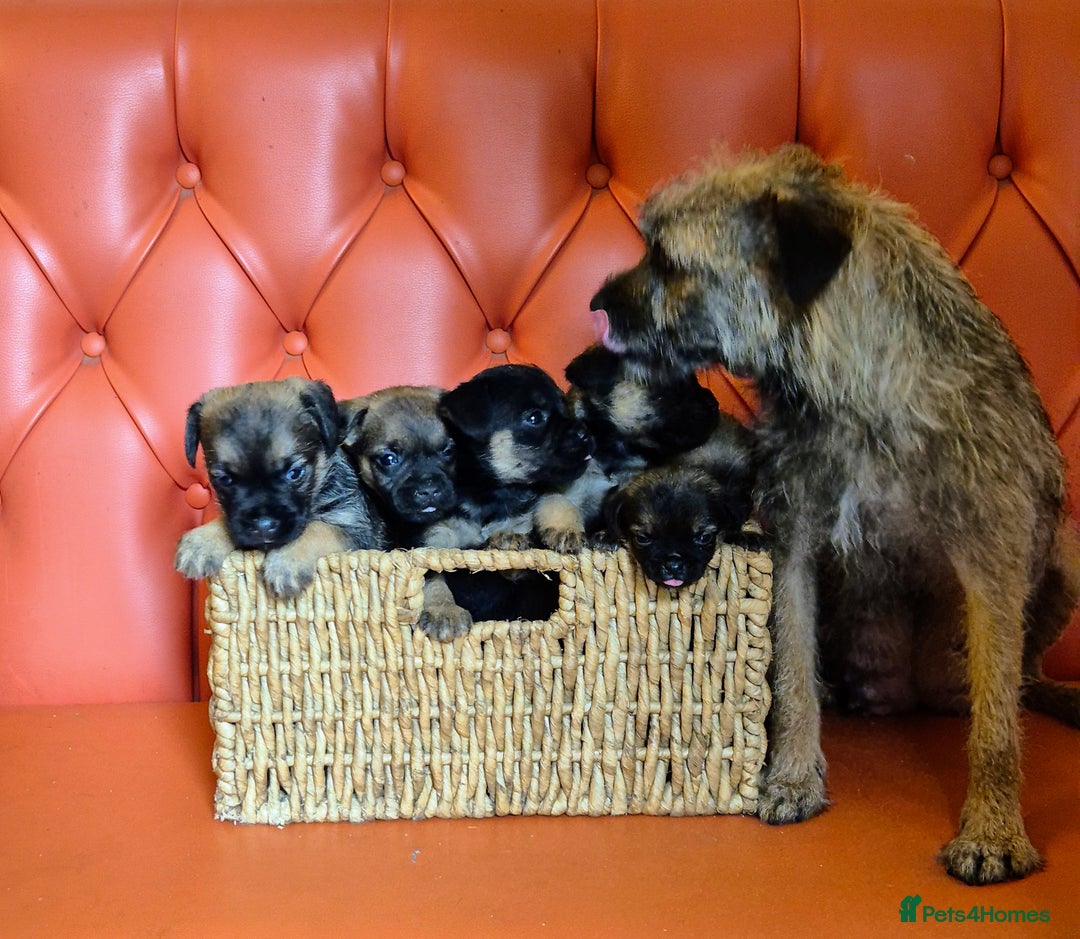 Border Terrier dogs for sale: KC Border Terriers - Image 3