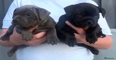 Staffordshire Bull Terrier dogs - Advert 4