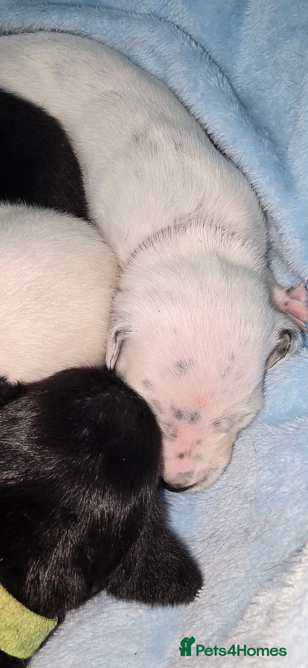 Mixed Breed dogs for sale: Beautiful Dalatian x Lab pups - Image 3