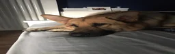 German Shepherd dogs for sale: Simba 8 year old German Shepard needs new home  in Scarborough - Advert 3