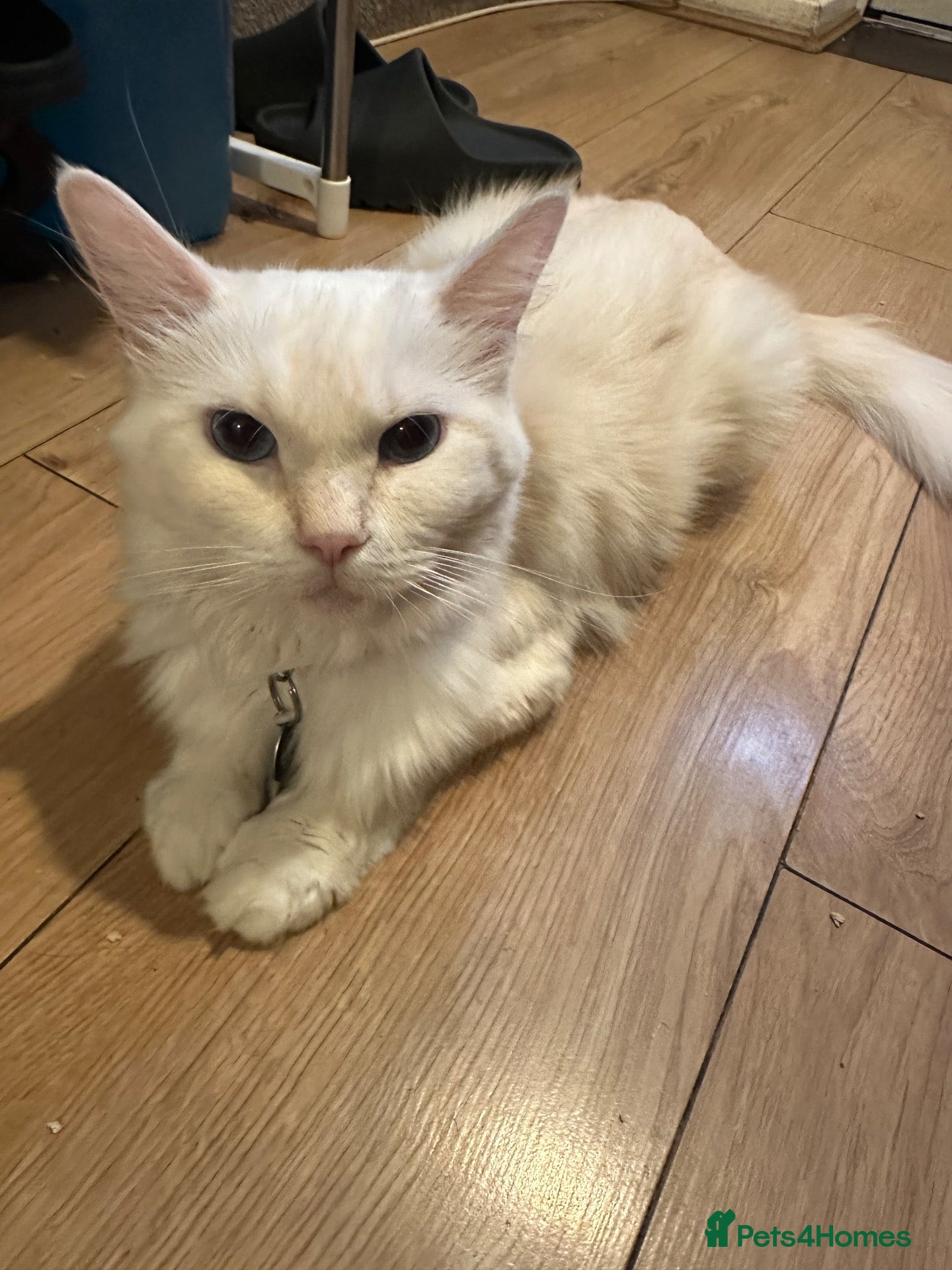 Ragdoll cats Ragdolls available - Advert 6