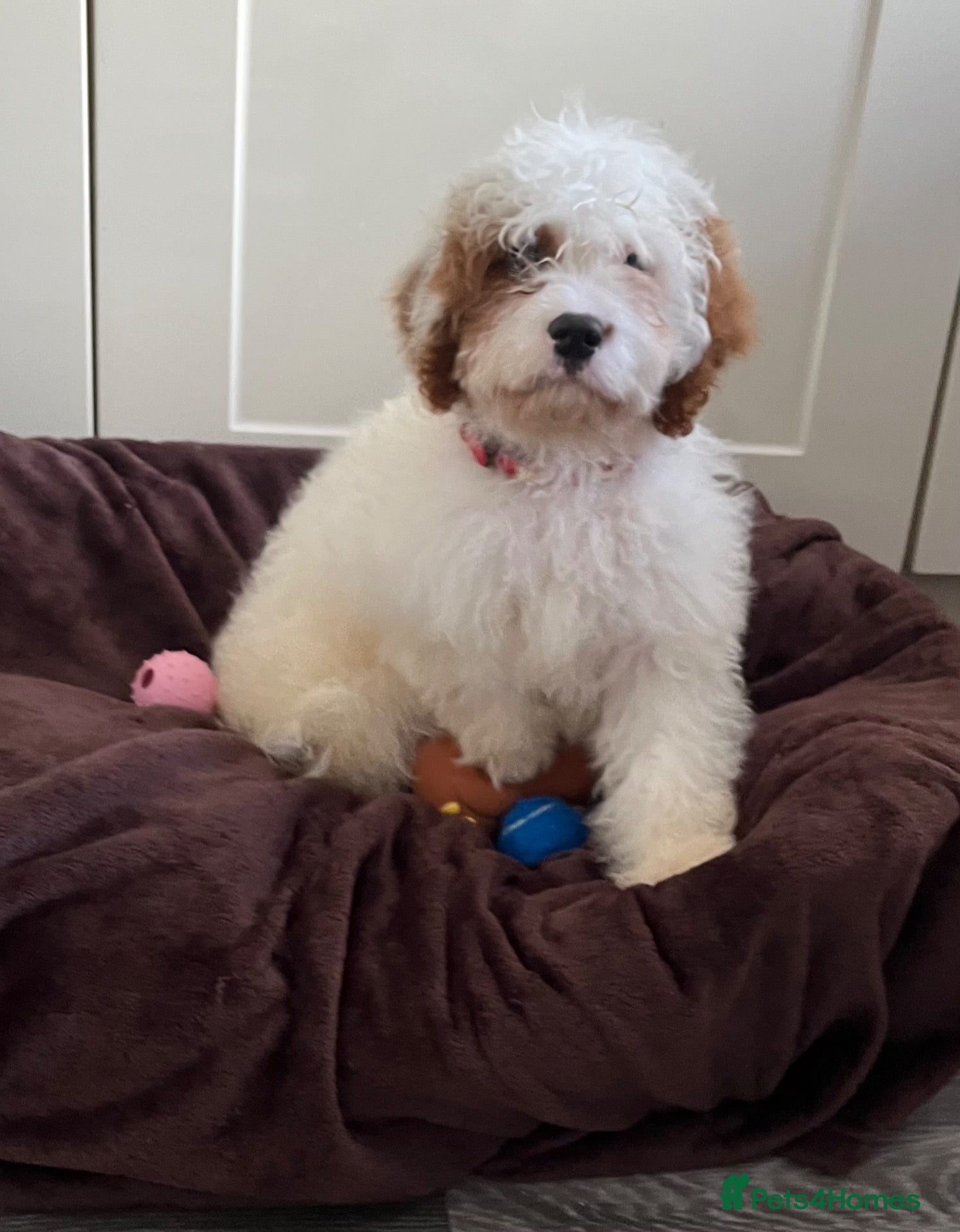 Cavapoo dogs Adorable F1 health clear cavapoo puppies - Advert 5