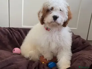 Cavapoo dogs Adorable F1 health clear cavapoo puppies - Advert 5