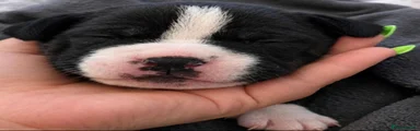 Mixed Breed 3
