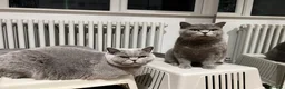 British Shorthair cats for sale: 2 Female British shorthair GCCF Active Status 🌸 in London - Advert 5