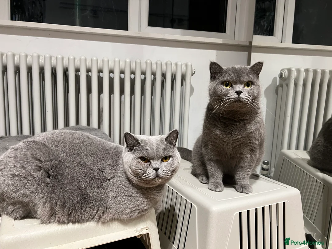 British Shorthair cats for sale: 2 Female British shorthair GCCF Active Status 🌸 in London - Advert 5