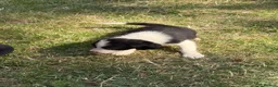 Border Collie dogs for sale: Border collie puppies  - Advert 5