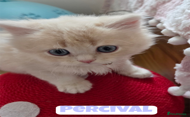 British Shorthair cats - Advert 8