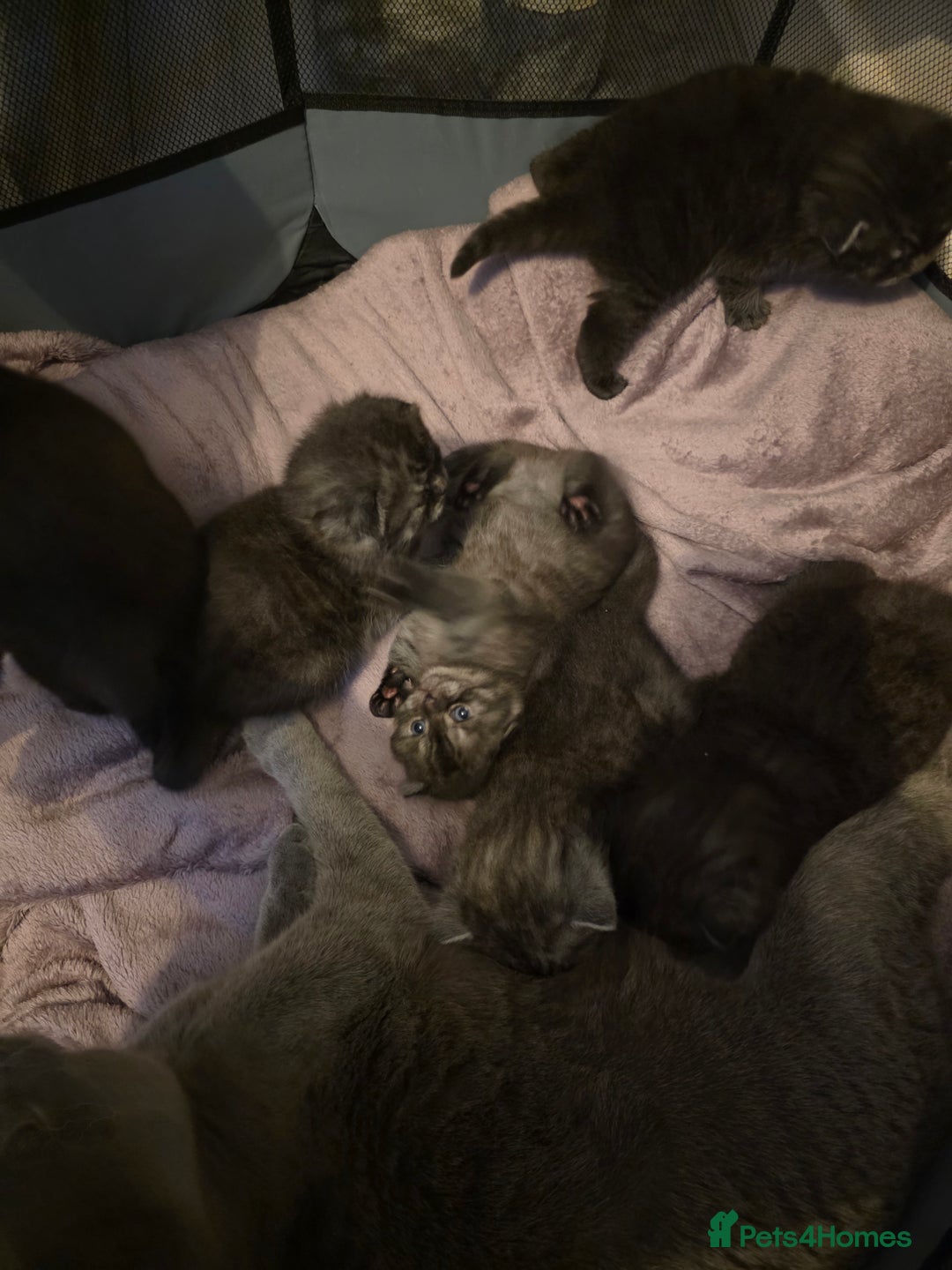 Scottish Fold cats for sale: Scotish fold ears kittens  - Advert 5