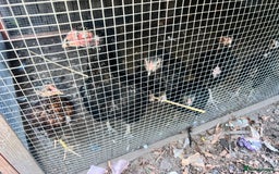 Chickens poultry for sale: Asil chickens for sale  - Image 5