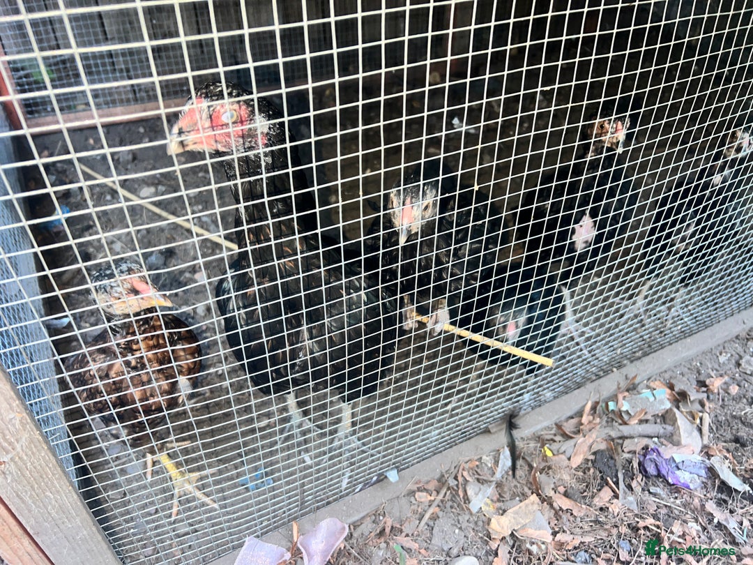 Chickens poultry for sale: Asil chickens for sale  - Image 5